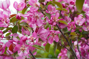 Bee collecting pollen on apple tree blossoming flower at spring. Apple tree bloom in may.