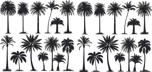 palm trees silhouette set. palm tree monochrome print, drawing tropics coconut island plant birds vector illustration