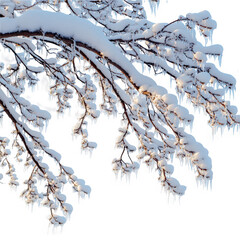 Snowy tree branches with icicles winter landscape nature photography on transparent background