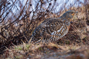 Western capercaillie (Tetrao urogallus)