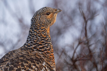 Western capercaillie (Tetrao urogallus)