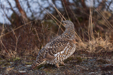Western capercaillie (Tetrao urogallus)