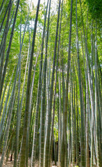 Fototapeta premium Bamboo trees in bamboo forest