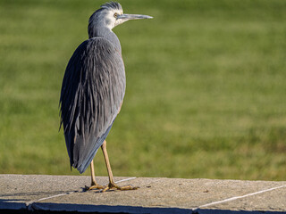  White Faced Gray Heron Crest Raised
