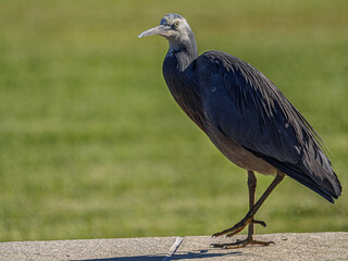 Fototapeta premium White Faced Gray Heron Side On