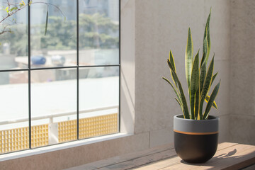 A collection of vibrant indoor plants in elegant pots placed near a sunlit window, enhancing a...