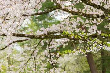 角館、武家屋敷周辺の桜。日本、秋田