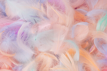 Colorful feather background, top view.