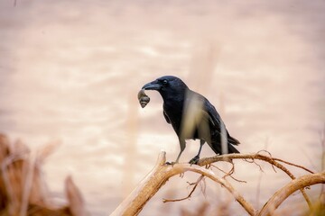 Fototapeta premium A crow with a snail on a branch.