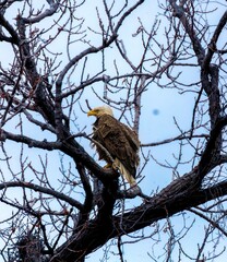 Majestic bald eagle perched on tree