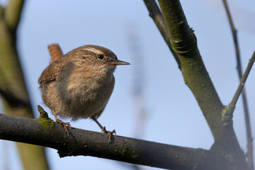 Wren perched on a branch