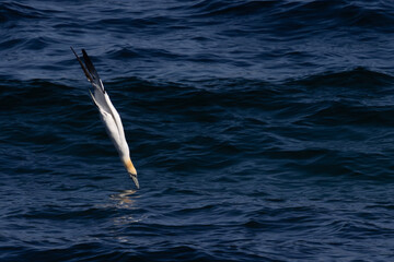 Gannet Diving for Fish