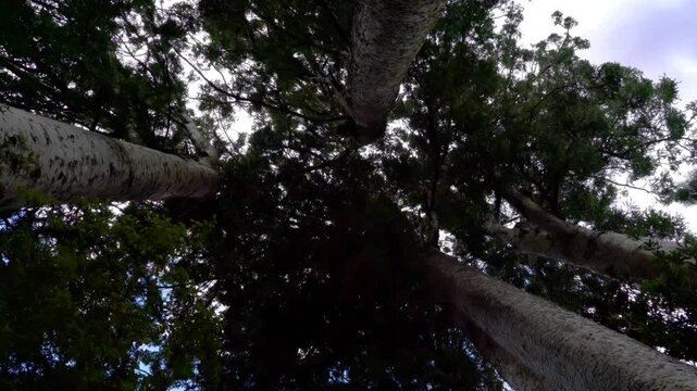 Tree Tops of the Majestic Ancient Kauri Trees in New Zealand
