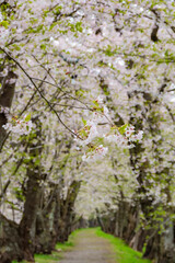 桧木内川堤、桜のトンネル。日本、秋田