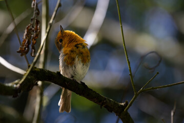 Robin Perched on a Branch, Looking Up