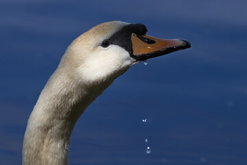 Close up of Swan with water droplets