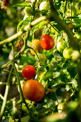 Smart farming techniques hydroponic salad vegetables technology tomato red green ensuring fresh sustainable produce agriculture promotes healthy eating support farmer living local community non gmo
