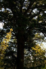 Tree Tops of the Majestic Ancient Kauri Trees in New Zealand