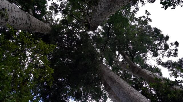 Tree Tops of the Majestic Ancient Kauri Trees in New Zealand