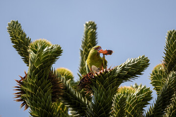 Slender-billed parakeet eating piñones at top of Araucaria tree