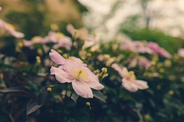 Delicate pink blooms in a lush garden create a serene backdrop for peaceful reflection on a cloudy...