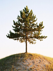 Obraz premium Solitary Pine Tree on a Sandy Hilltop at Sunset