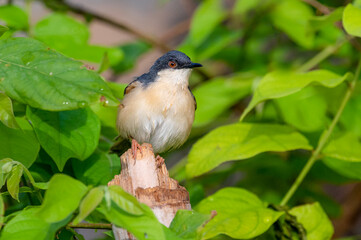 The ashy prinia or ashy wren-warbler is a small warbler in the family Cisticolidae. This prinia is a resident breeder in the Indian subcontinent, ranging across most of India and Pakistan.