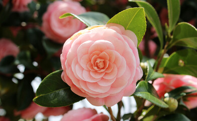 Close up of pink camellia flower blooming in a sunny day background.