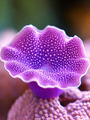 Fototapeta premium Stunning Purple Coral Polyp Vibrant Underwater Macro Photography