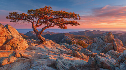 Lone tree on rocky mountain cliff at sunset, dramatic scenic landscape with colorful sky and panoramic view, nature background for travel or inspirational design