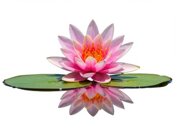 Pink lotus flower close up photography