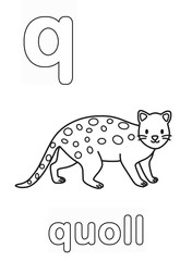 Alphabet Coloring Page for Kids. Children's Coloring Activity sheet. Cute Quoll Illustration to Color.	