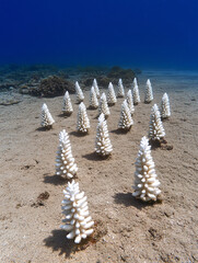 Underwater Wonderland  A Stunning Arrangement of White Coral Formations Resembling Christmas Trees on the Ocean Floor