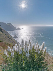 Coastal Serenity Sunlit Ocean View with White Flowers