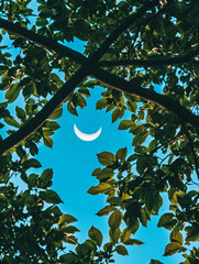 Crescent Moon Peeking Through Lush Green Leaves A Serene Nature Photograph