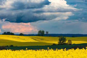 Warmia Kraina Rzepaku 