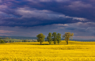 Warmia Kraina Rzepaku 