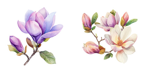 magnolia flower watercolor vector illustration