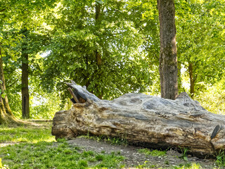 Large tree stump in a park with green grass and trees