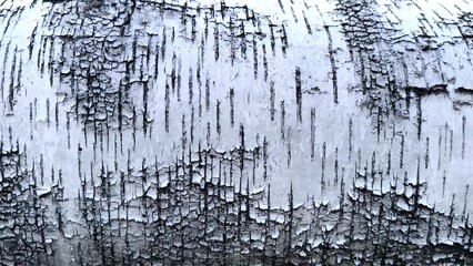 close-up background birch bark black and white. Pattern of the Silver Birch bark.