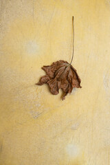dry leaf on a weathered yellow background