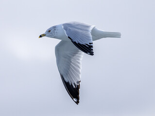 seagull in flight