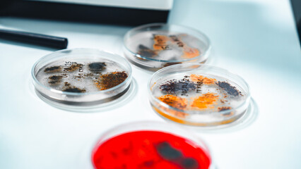 Close-up view of multiple petri dishes containing various fungal and bacterial colonies grown on agar in a laboratory, used for scientific experiments, microbiology research, and medical diagnostics.