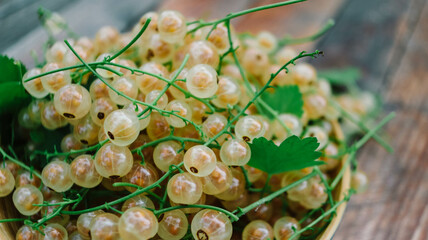 white currant fresh ripe close-up