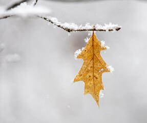 autumn leaves in snow