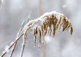 snow on a branch
