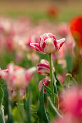 Pink Tulip Blooms in Natural Garden Setting