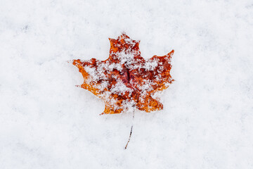 maple leaf on the snow
