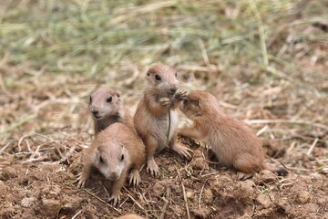 じゃれあう四匹のプレーリードッグの赤ちゃんたち