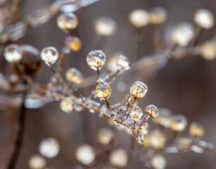 ice on flowers up close